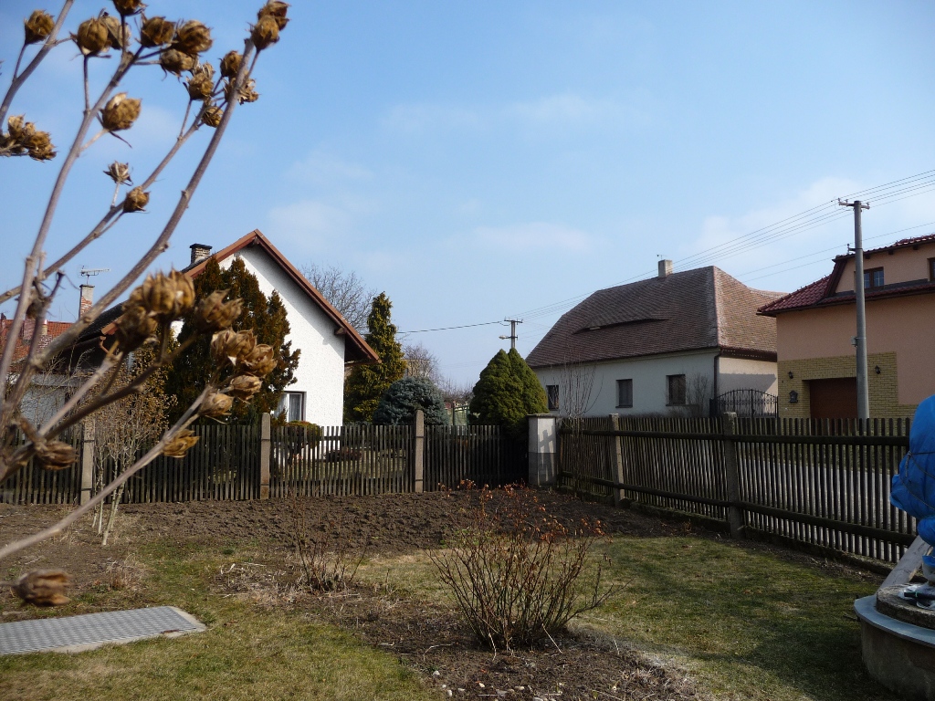 Třibřichy